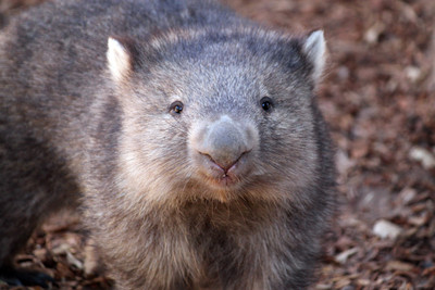 提供地洞躲山火　袋熊意外成澳洲小動物「救命英雄」