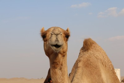 澳洲5億隻動物死於野火　決定再殺1萬頭駱駝…因為喝太多水
