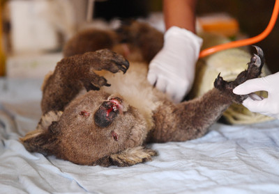 澳洲野火吞噬！無尾熊恐將「瀕臨絕種」　網提議：遷去紐西蘭