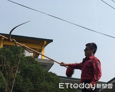 「臭青母」闖校園爬…與電纜交纏　消防員捕蛇兼辦生態教學